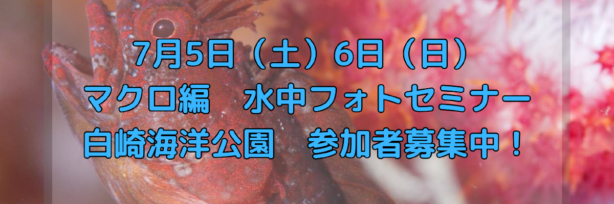 カメカメバナー__トップ02
