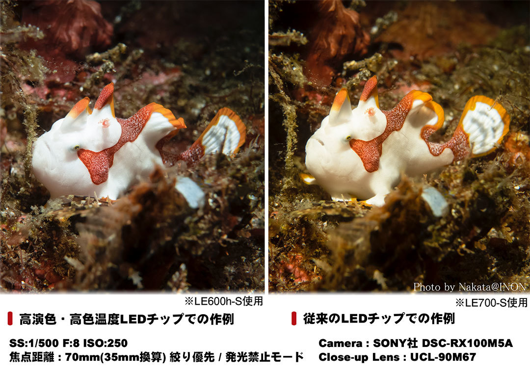 イノン Inon 高演色水中ライト Le600h Wの商品ページ カメカメcamera
