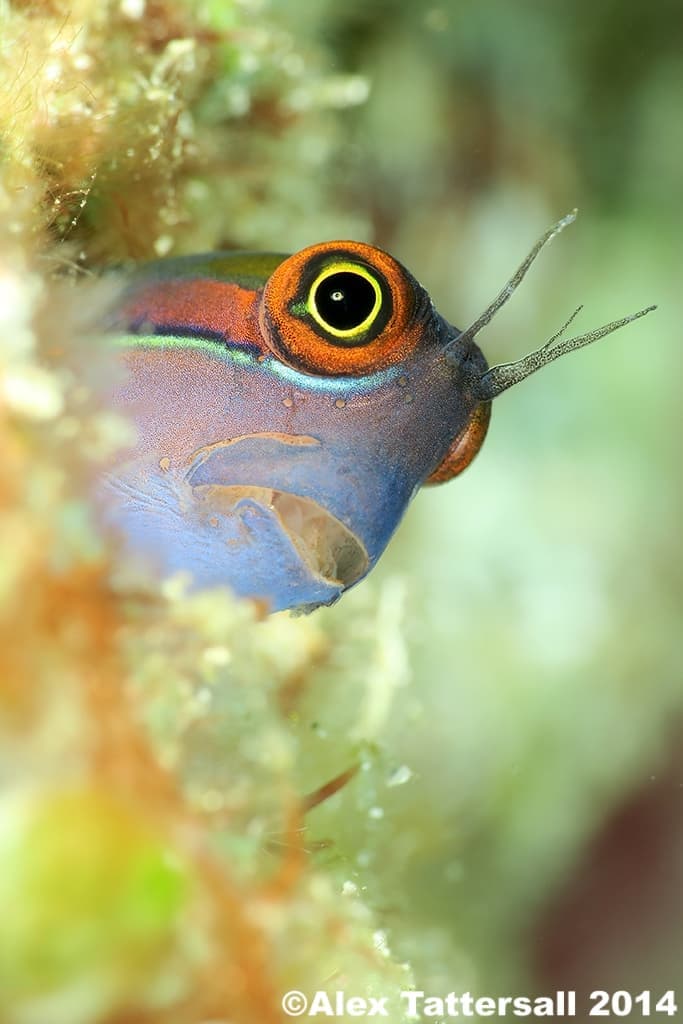 ノーティカム（Nauticam）NA コンパクトマクロコンバージョンレンズ