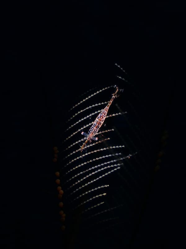 img-1
